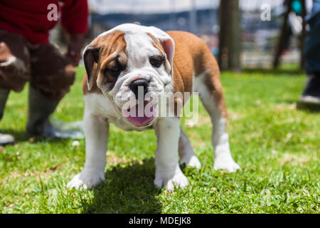 Bulldog inglese cucciolo giocando sull'erba nel parco Foto Stock