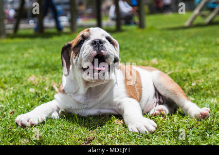 Bulldog inglese cucciolo giocando sull'erba nel parco Foto Stock