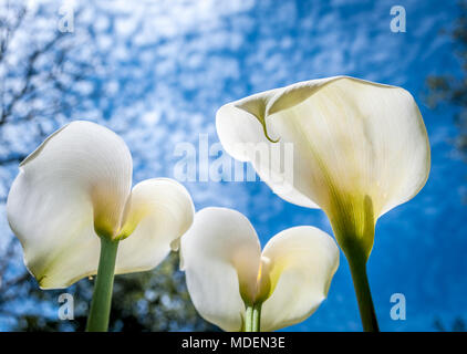 White calla lilies visto da sotto la molla nuvoloso sky Foto Stock