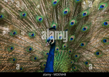 Peacock visualizzando le sue piume in una forma a ventaglio come parte di un rituale di corteggiamento, Tenerife, Isole Canarie, Spagna Foto Stock