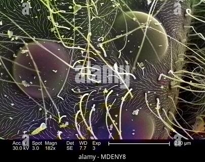 Raggruppamento di triangolare di tre ocelli, occhi semplici sul vertice di un Western honeybee (Apis mellifera) testa, ha rivelato nel 182x di scansione ingrandita al microscopio elettronico (SEM) immagine, 2005. Immagine cortesia di centri per il controllo delle malattie (CDC) / Janice Haney Carr, Connie di fiori e di Pamela Munn della International Bee Research Association, IBRA. Nota: l'immagine è stato colorizzato digitalmente usando un processo moderno. I colori possono non essere scientificamente accurate. () Foto Stock