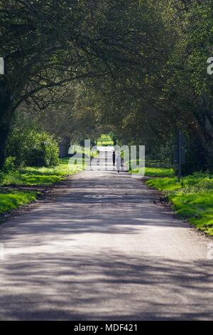 Viale alberato strada della chiesa di San Clemente Chiesa. Cipresso querce da sughero. Powderham, Exeter, Devon, Regno Unito. Aprile, 2018. Foto Stock