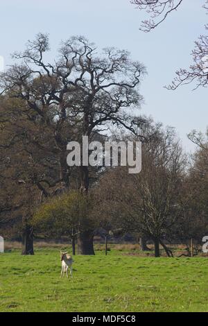 Allevamento di daini (Dama Dama) pascolando nella vibrante prateria boscose del Castello di Powderham Deer Park. Exeter Devon, Regno Unito. Aprile, 2018. Foto Stock