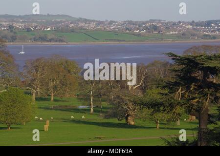 Allevamento di daini (Dama Dama) pascolando nella vibrante prateria boscose del Castello di Powderham Deer Park. Exeter Devon, Regno Unito. Aprile, 2018. Foto Stock