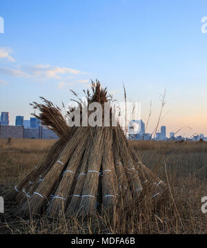 Teepee raccolto di alte erbe di Osaka in Giappone Foto Stock