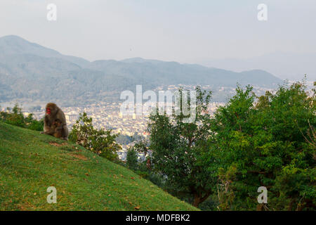 Macachi giapponesi in monkey park ad Arashiyama, con la città di Kyoto in background, Giappone Foto Stock