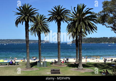 Hotel Occidental Balmoral spiaggia con palme. Entrata del Porto di Sydney con testa a nord e a sud la testa in background. Foto Stock