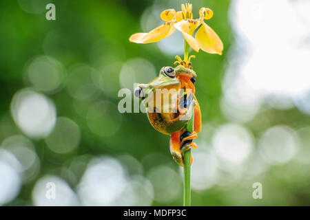 Rana volante di Wallace (Rhacophorus Nigropalmatus) su un fiore, Sumatra occidentale, Indonesia Foto Stock