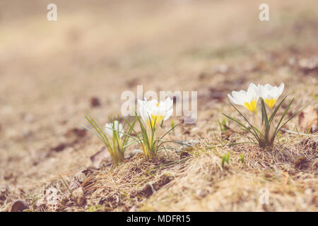 Gruppo di bianche fioriture di crochi durante la primavera Foto Stock