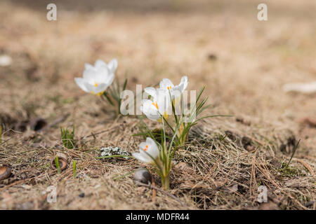 Gruppo di bianche fioriture di crochi durante la primavera Foto Stock