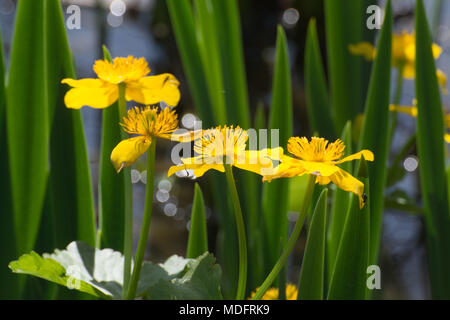 Marsh calendula fiori, chiamato anche kingcup (Caltha palustris) in un stagno di Hampshire, Regno Unito, durante la primavera Foto Stock