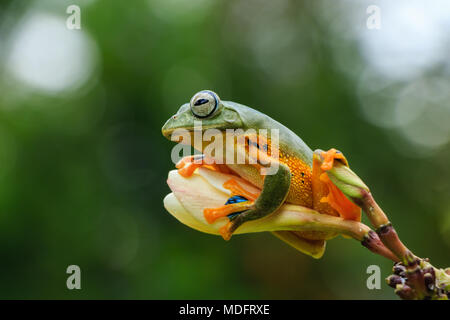 Rana volante di Wallace (Rhacophorus Nigropalmatus) su un fiore gemma, Sumatra occidentale, Indonesia Foto Stock