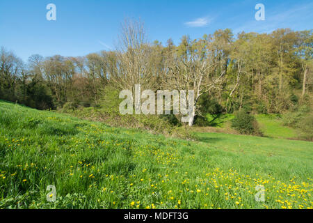 Chiesa prato e il Lythes nel grazioso villaggio di Hampshire di Selborne. Soleggiata giornata di primavera con fiori selvaggi, antichi alberi e cielo blu. Foto Stock