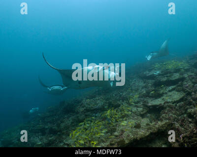 Manta raggi in una stazione di pulizia della barriera corallina, Maldive Foto Stock