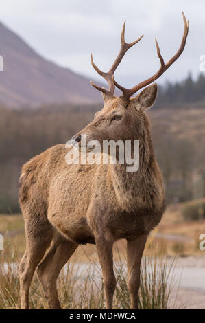 Ritratto di un Glen Etive Stag, Highland, Scozia, Regno Unito Foto Stock