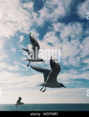 Gabbiani che volano sopra l'oceano Foto Stock