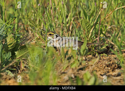 Giallo-browed Bunting (Emberiza chrysophrys) femmina adulta rovistando sul suolo Hebei, la Cina può Foto Stock