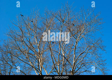 Grandi Poplar Tree senza foglie, con i corvi seduti sui rami, contro il cielo blu Foto Stock