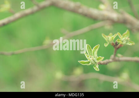 Young pear leaves in spring Foto Stock