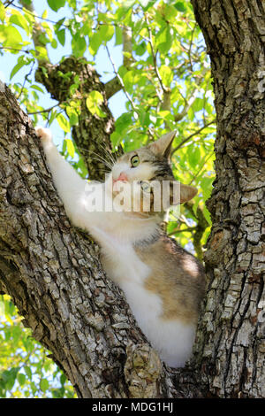 Il gatto domestico, nero tabby white, arrampicata in una struttura ad albero Foto Stock