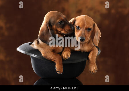 Due bassotto cuccioli coccole in un cappello Foto Stock