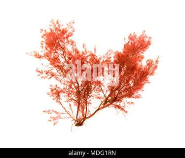 Unidentified alga rossa, eventualmente Heterosiphonia sp., galleggiante in acqua e illuminato da dietro su sfondo bianco Foto Stock
