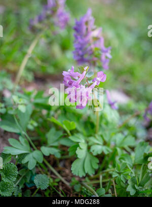 Corydalis cava, Corydalis fiore, Fumewort fiori di primavera Foto Stock