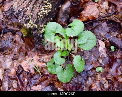 Un gruppo di aglio foglie di senape emergenti in una foresta di primavera. Foto Stock