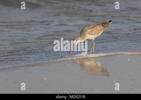 Un willet rovistando su cozze. Foto Stock