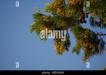 Gigantesco albero di sequoia (Sequoiadendron giganteum) crescente sul Castello di Powderham station wagon. Exeter Devon, Regno Unito. Aprile, 2018. Foto Stock