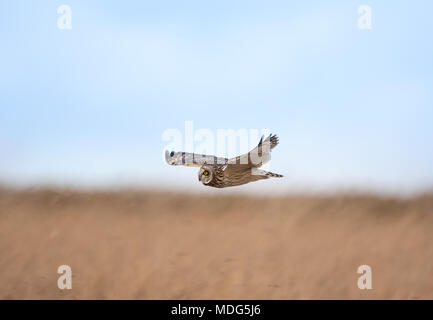 Selvaggio, gufo britannico dalle orecchie corte (Asio flammeus) isolato in volo, scivolando senza sforzo a mezz'aria, ali allungate, caccia su campi di campagna aperti. Foto Stock