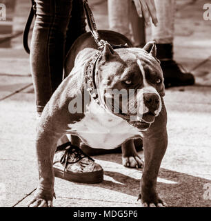 American Bully cani di razza Foto Stock
