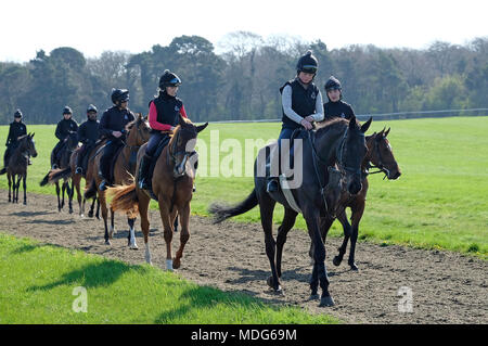 I cavalli da corsa sul galoppa, Newmarket, Suffolk, Inghilterra Foto Stock