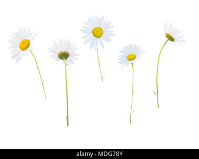 Daisy bianco giallo dei fiori in diverse posizioni isolato su bianco Foto Stock