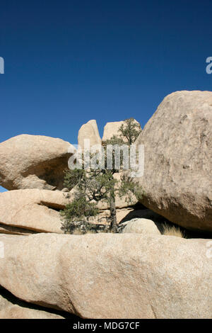 Un solitario albero cresce tra i sassi in montagna. Deserto Mojave; Joshua Tree National Park, California Foto Stock