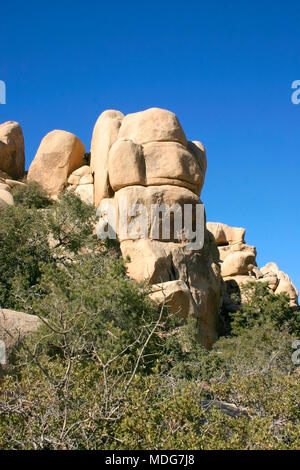 Cholla Cactus Garden a Joshua Tree National Park Foto Stock