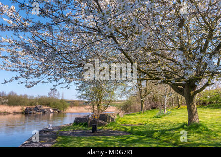 Fiume Weaver a Dutton serrature. Relitto di MV Chika vicino Dutton serrature. Cherry Blossom tree Foto Stock