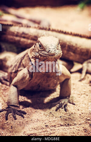 Close up foto di roccia cubano iguana - Cyclura nubile. Lizard scena. La cura degli animali. La bellezza della natura. Foto rosso filtro. Foto Stock