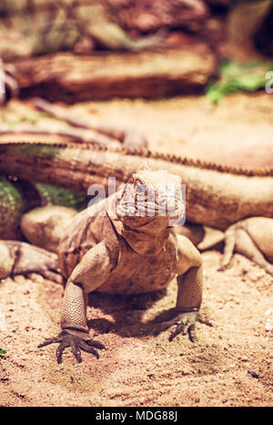 Close up foto di roccia cubano iguana - Cyclura nubile. Lizard scena. La cura degli animali. La bellezza della natura. Foto rosso filtro. Foto Stock