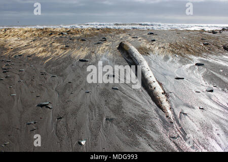 Driftwood log sulla lunga spiaggia, Lower East Chezzetcook, Nova Scotia, Canada Foto Stock