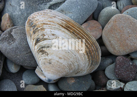 Clam shell lavato fino a Long Beach, Lower East Chezzetcook, Nova Scotia, Canada Foto Stock