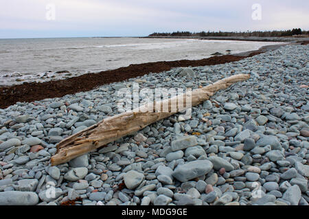 Driftwood log sulla lunga spiaggia, Lower East Chezzetcook, Nova Scotia, Canada Foto Stock