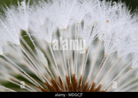 Diametro esterno semi di tarassaco, piccolissimi paracadute Foto Stock