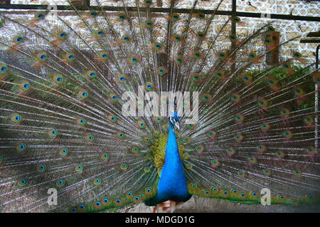 Bellezza della natura Foto Stock