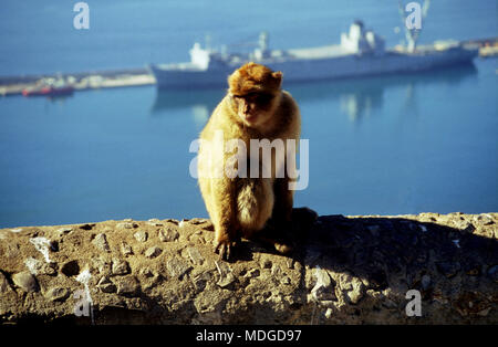 Barberia, scimmia macaco su Gibilterra Foto Stock