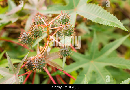 Close up di piccoli frutti coccolone cresce su olio di ricino pianta, Ricinus communis, isola di pasqua, pacifico, Cile, dal quale l'agente nervino ricin viene fornito Foto Stock