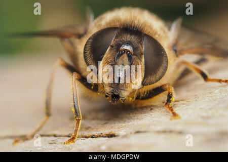 Eristalis pertinax hoverfly femmina. Vista ravvicinata del viso e occhi composti. Tipperary, Irlanda Foto Stock