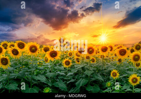 Girasoli pieno fiore e la luce del mattino. Foto Stock