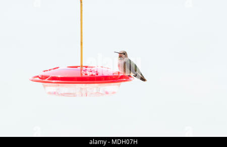 Wild adulto di sesso femminile di Anna Hummingbird in corrispondenza di un alimentatore durante la migrazione Foto Stock