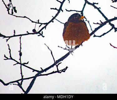 Un Robin seduto da solo dopo un mese di aprile la neve e il ghiaccio Storm nel Michigan del Nord Foto Stock